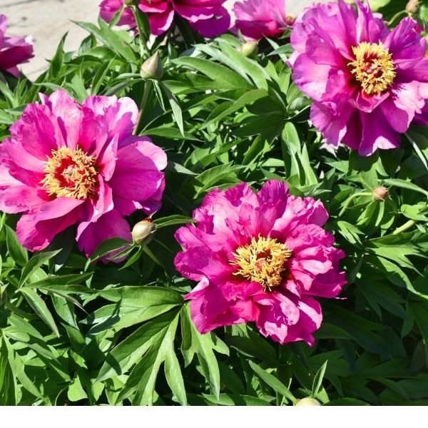 Garden Candy Evie Jane Itoh Peony. Features large, fragrant, semi-double to double flowers that transition from bright pink to soft peach and cream. Strong stems.