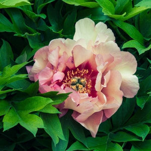 Garden Candy™ Peach-A-Licious™ Itoh Peony bursting with large peachy-apricot, semi-double ruffled blooms and glossy deep green foliage in the garden.