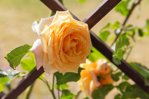 Garden Sun™ Climbing Rose
