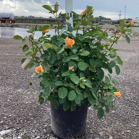 Potted Garden Sun Climbing Rose with orange flowers in a gravel area under a cloudy sky.