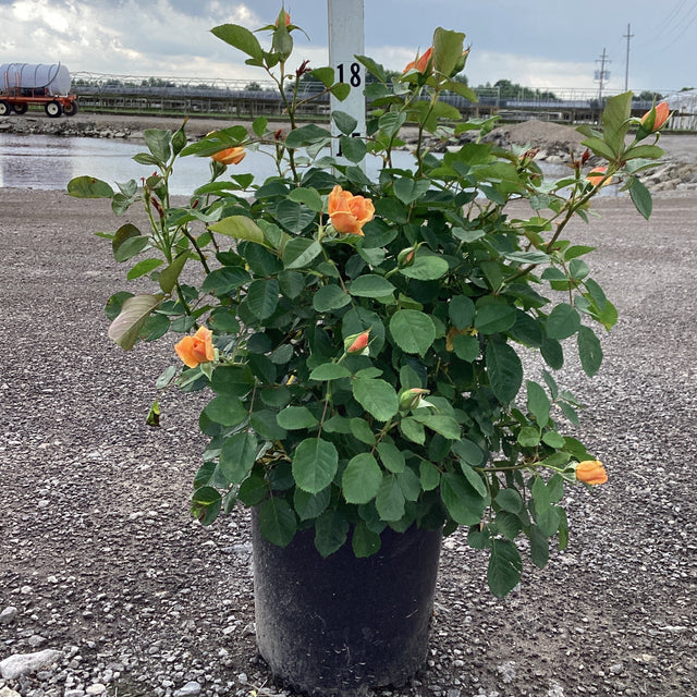 Potted Garden Sun Climbing Rose with orange flowers in a gravel area under a cloudy sky.