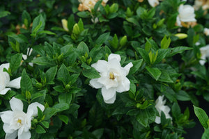 Pillow Talk® Gardenia (Gardenia jasminoides 'SMNGDUO'), a shrub featuring dense, mounding form.
