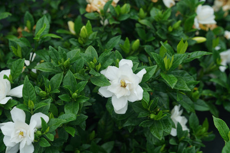 Pillow Talk® Gardenia (Gardenia jasminoides 'SMNGDUO'), a shrub featuring dense, mounding form.