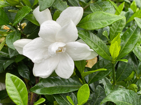 Detail view of Pillow Talk® Gardenia (Gardenia jasminoides 'SMNGDUO') showing plant structure and foliage.