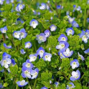 Georgia Blue Speedwell Veronica