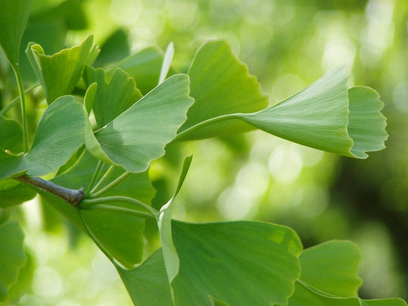 Close-up of ginkgo biloba leaves showing their distinctive fan-shaped form and parallel veining on a slender branch.