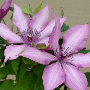 Giselle Clematis Dual Blooms