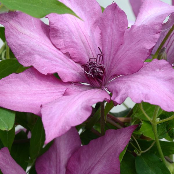 Giselle Clematis Bloom