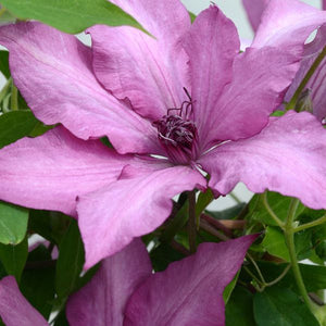 Giselle Clematis Bloom