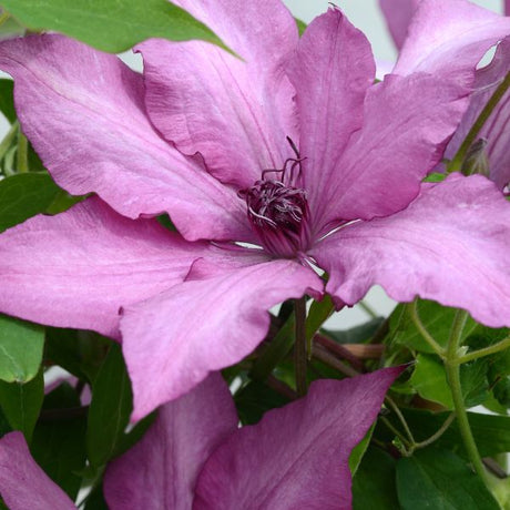 Giselle Clematis Bloom