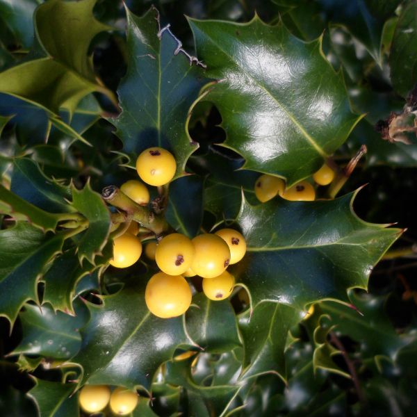 Golden Girl® Meserve Holly
