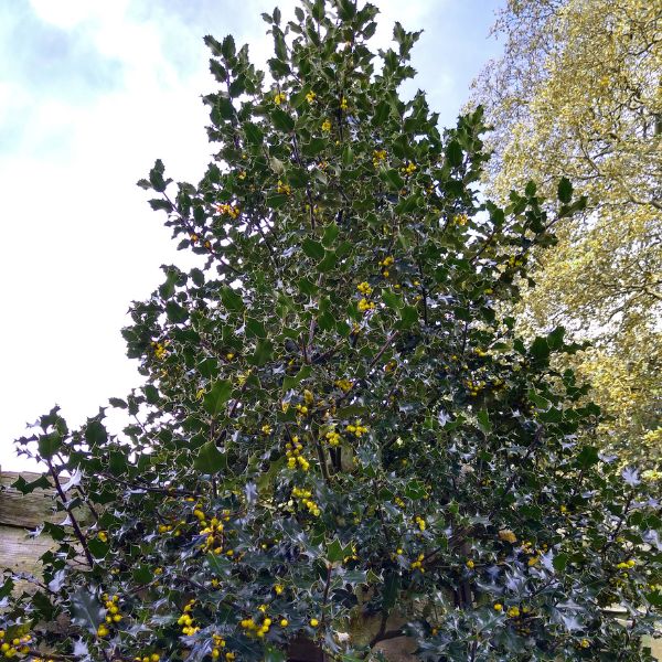 Golden Girl® Meserve Holly