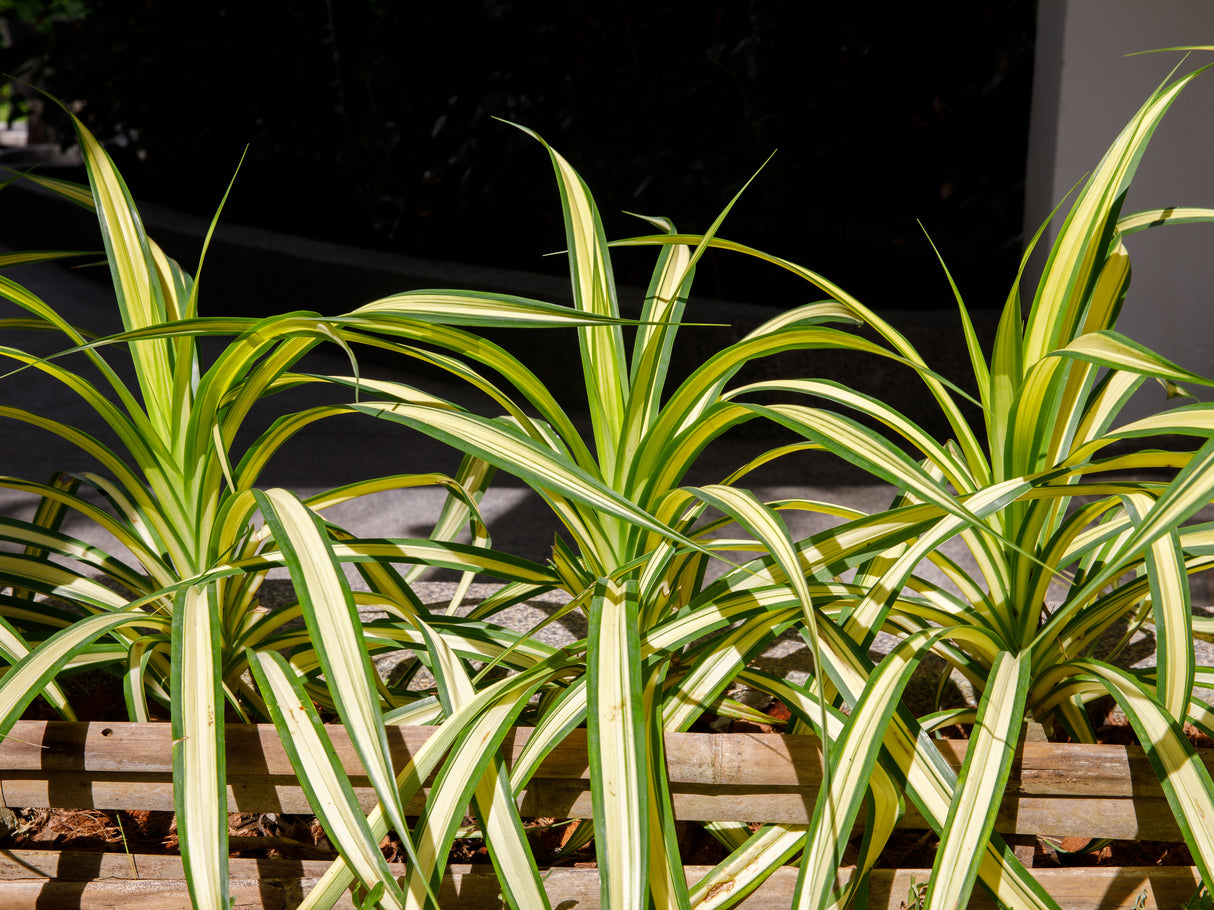 Golden Sword Yucca