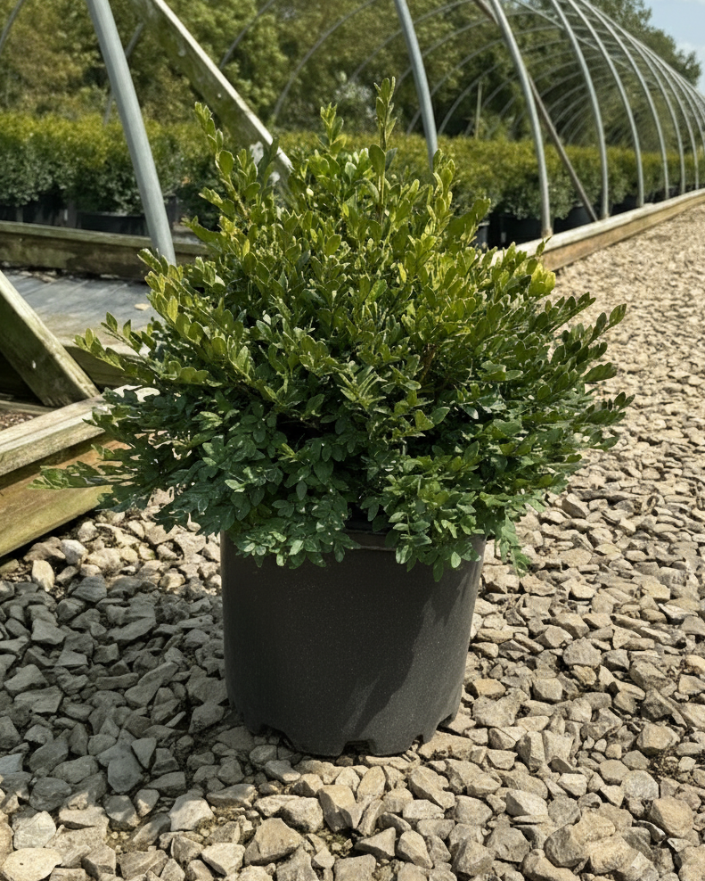 Green Velvet Boxwood in a nursery setting