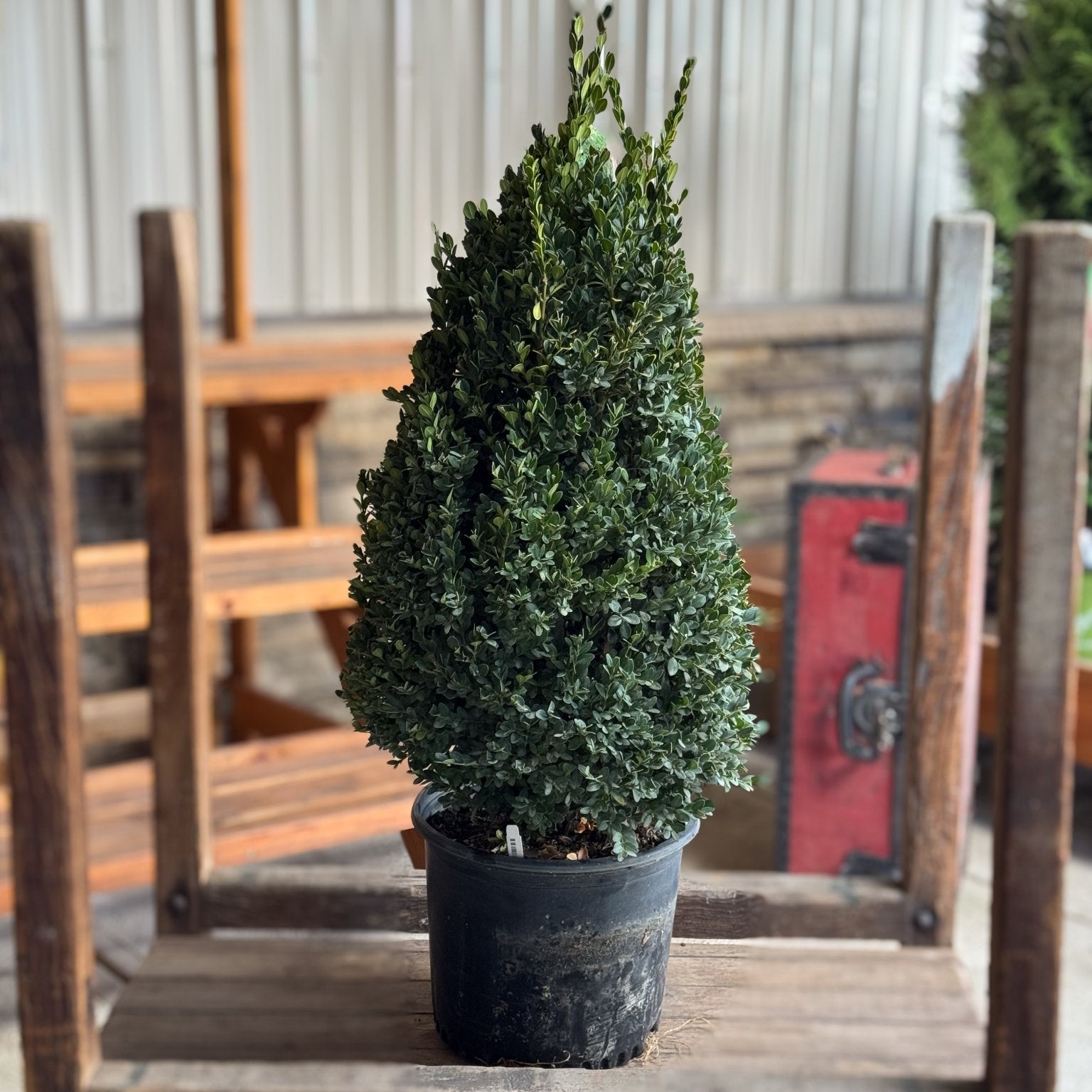 Bring shape and structure to your Christmas garden with the Green Mountain Boxwood. Its natural pyramid form and deep green foliage make it perfect for winter containers and holiday landscapes.