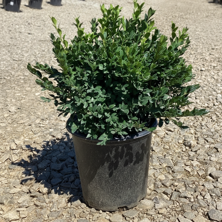 Green Velvet Boxwood on a gravel surface with other boxwood in the background