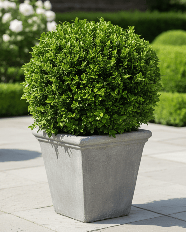 Boxwood Hedge Guide: Planting & Spacing Tips