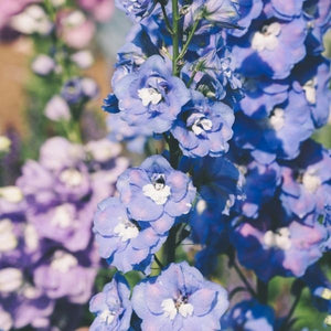 Close-up of Guardian Mix Delphinium flower spikes with stacked, ruffled blossoms and fresh green foliage at the base.