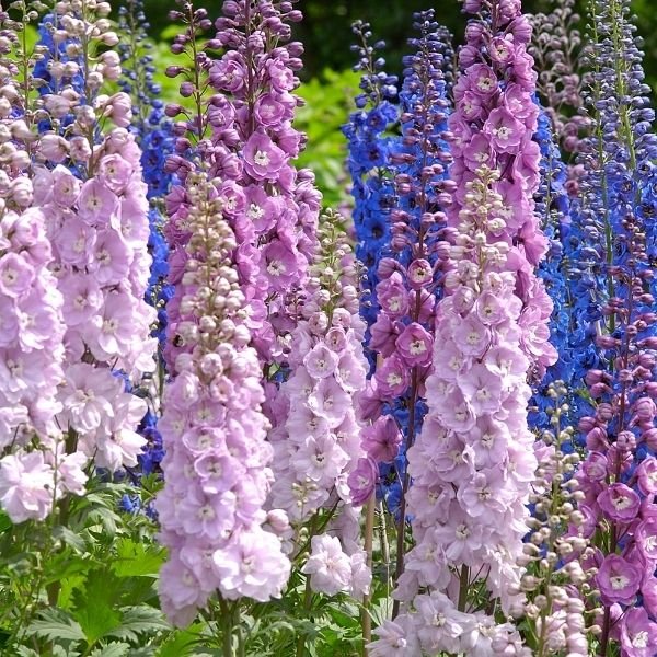 Guardian Mix Delphinium sending up tall spires of blue, purple, pink, and white blooms above deeply cut green leaves in a cottage garden bed.