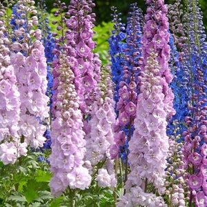 Guardian Mix Delphinium sending up tall spires of blue, purple, pink, and white blooms above deeply cut green leaves in a cottage garden bed.