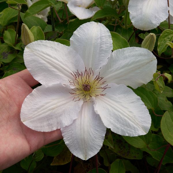 Guernsey Flute Clematis Full Bloom