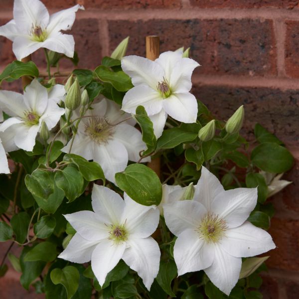 Guernsey Flute Clematis Climbing