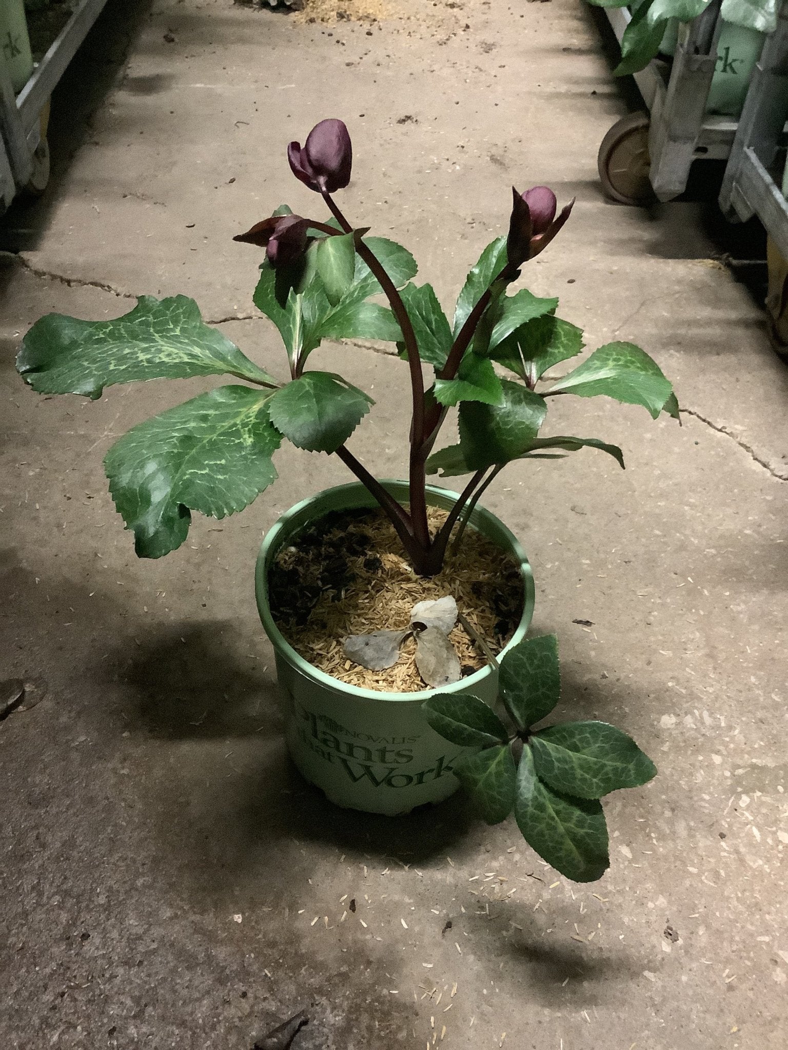 FrostKiss Annas Red Hellebore - Lenten Rose for Sale