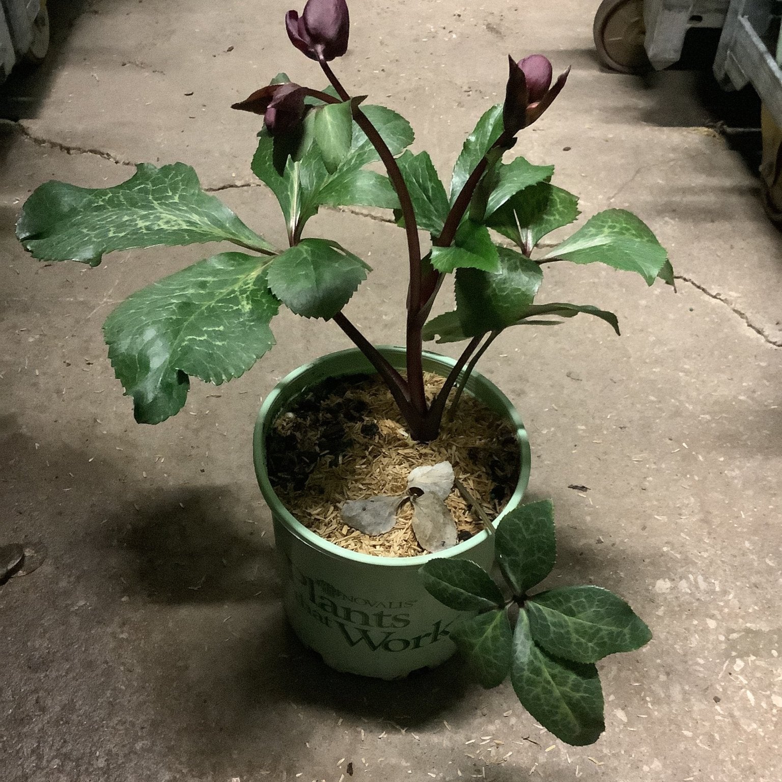 FrostKiss™ Anna's Red Lenten Rose