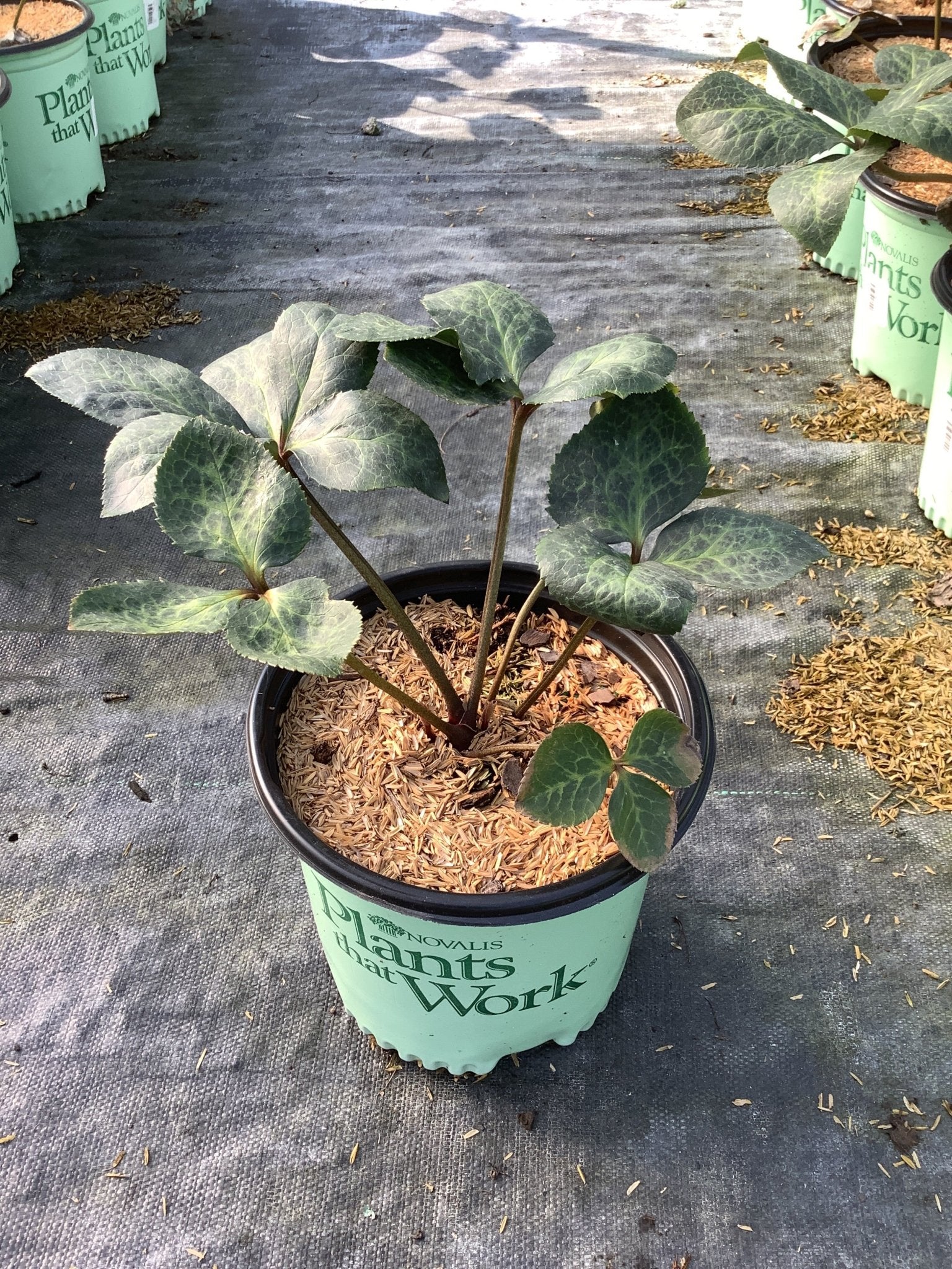 FrostKiss Annas Red Hellebore - Lenten Rose for Sale