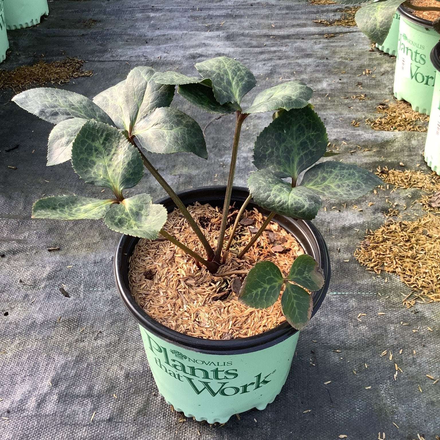 FrostKiss™ Anna's Red Lenten Rose