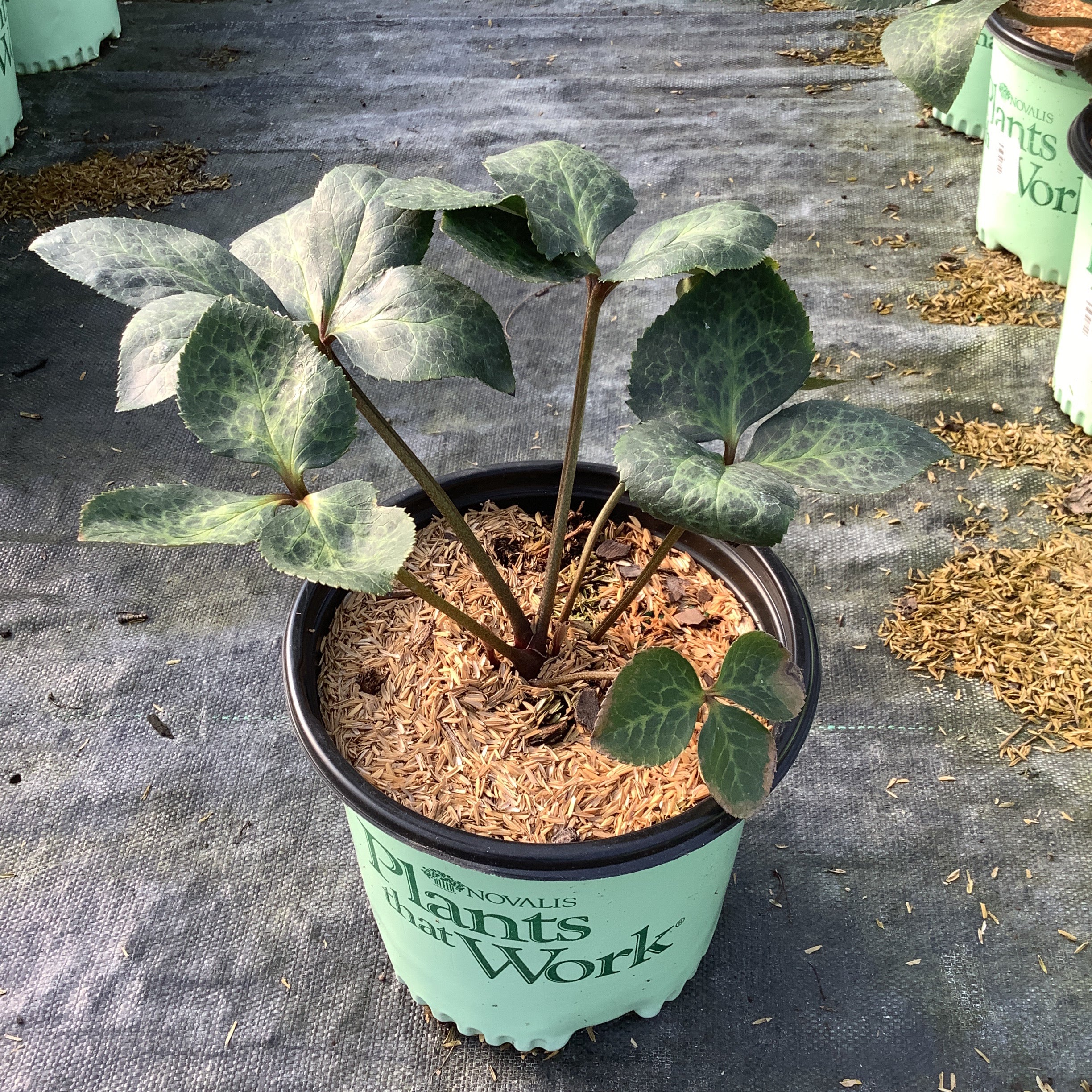 FrostKiss™ Anna's Red Lenten Rose