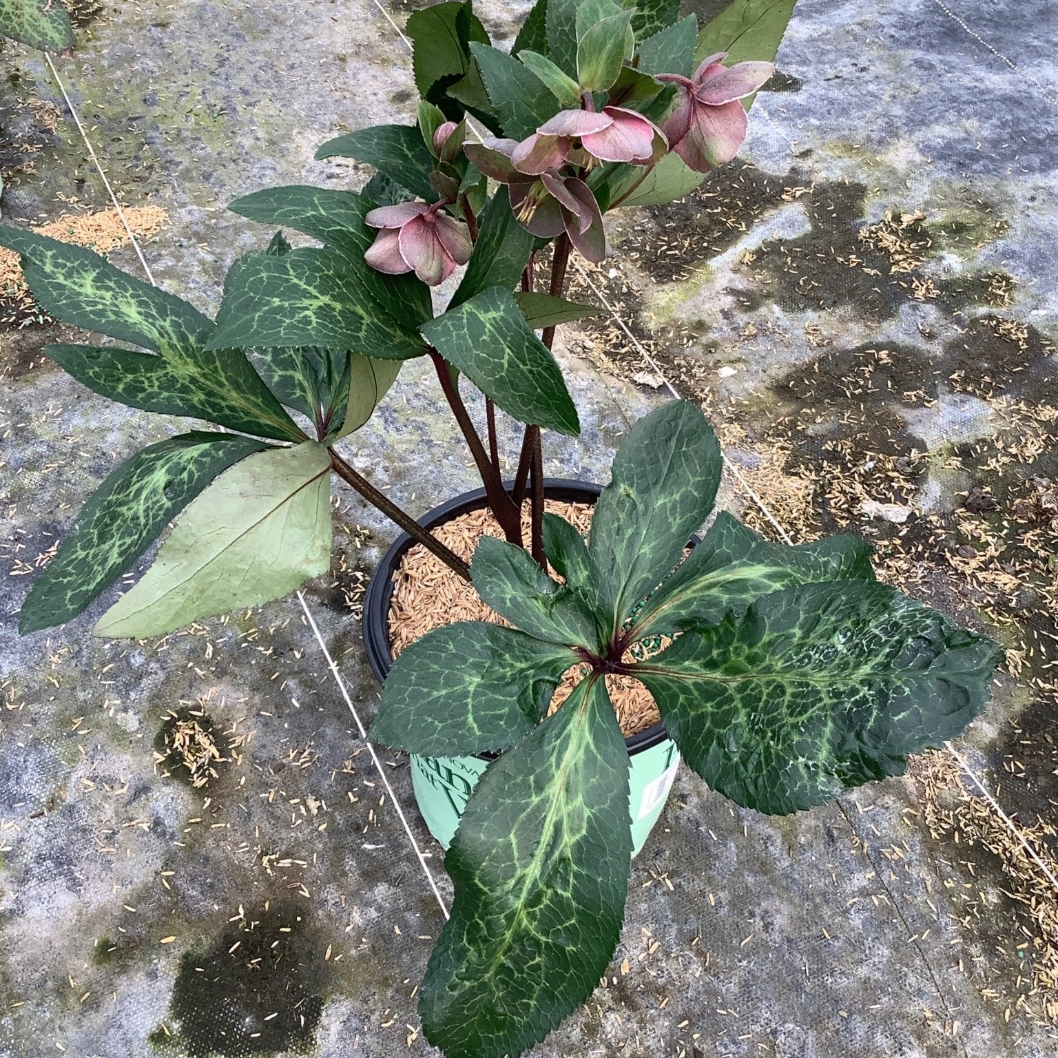 FrostKiss™ Pippa's Purple® Lenten Rose