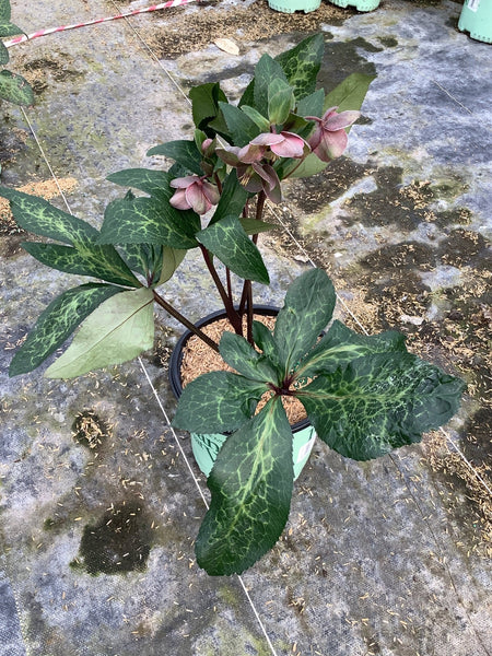 FrostKiss™ Pippa's Purple® Lenten Rose | Buy at NatureHills.com