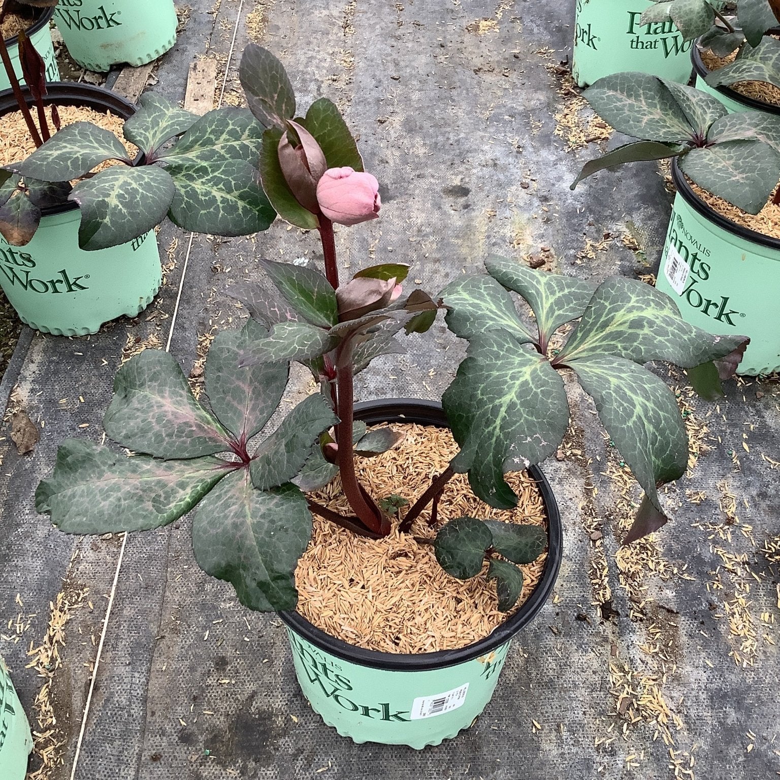 FrostKiss™ Penny's Pink® Lenten Rose