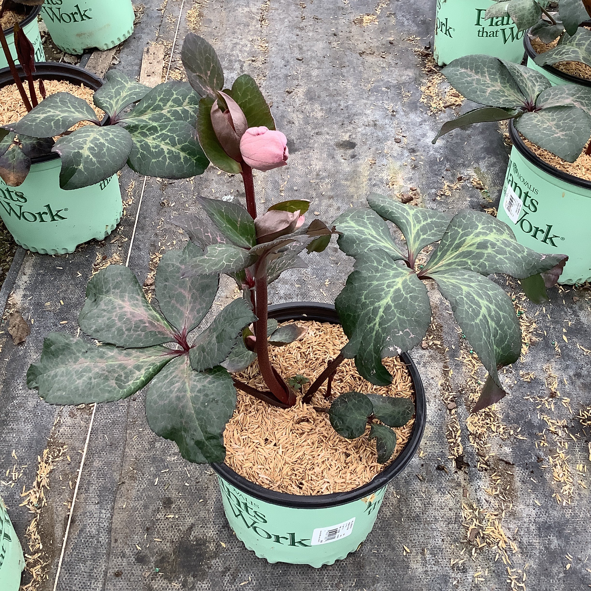 FrostKiss™ Penny's Pink® Lenten Rose