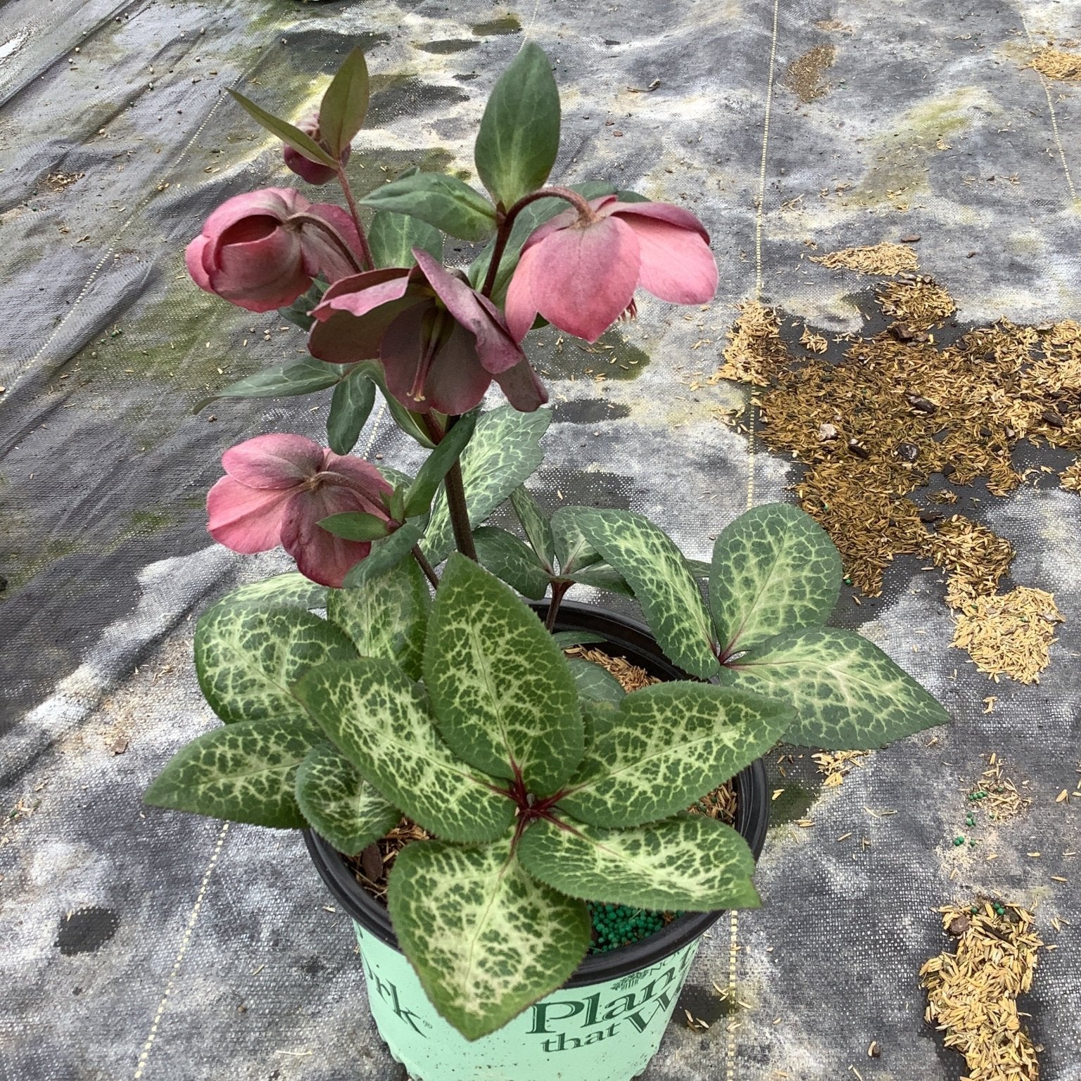 FrostKiss™ Penny's Pink® Lenten Rose