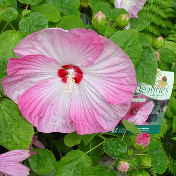 Rose Mallow