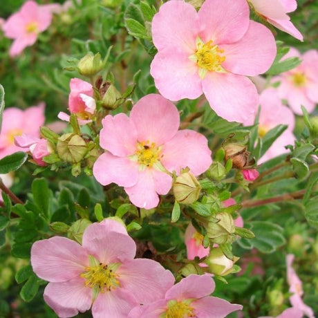 Bushy Potentilla fruticosa shrub with semi-double pink flowers that hold color in heat. The Happy Face Pink Paradise cultivar is deer resistant and attracts pollinators.