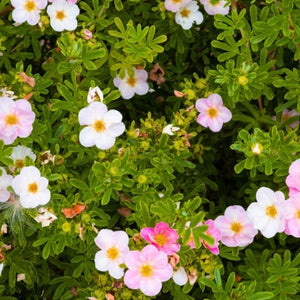 Happy Face Pink Paradise is a drought tolerant and cold-hardy shrub. Features long-blooming pink flowers perfect for a low-maintenance border or container garden.