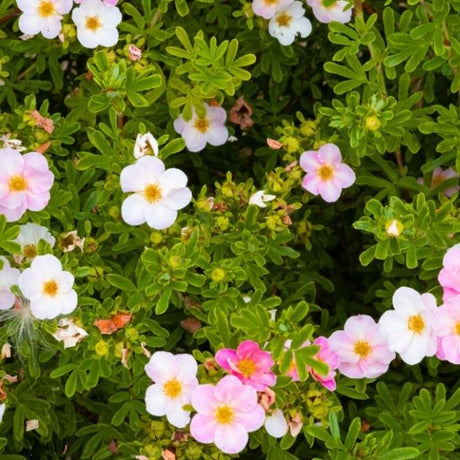 Happy Face Pink Paradise is a drought tolerant and cold-hardy shrub. Features long-blooming pink flowers perfect for a low-maintenance border or container garden.