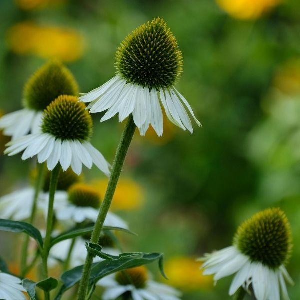 Happy Star Coneflower