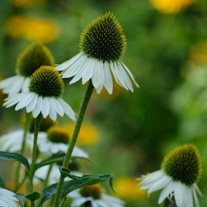 Happy Star Coneflower