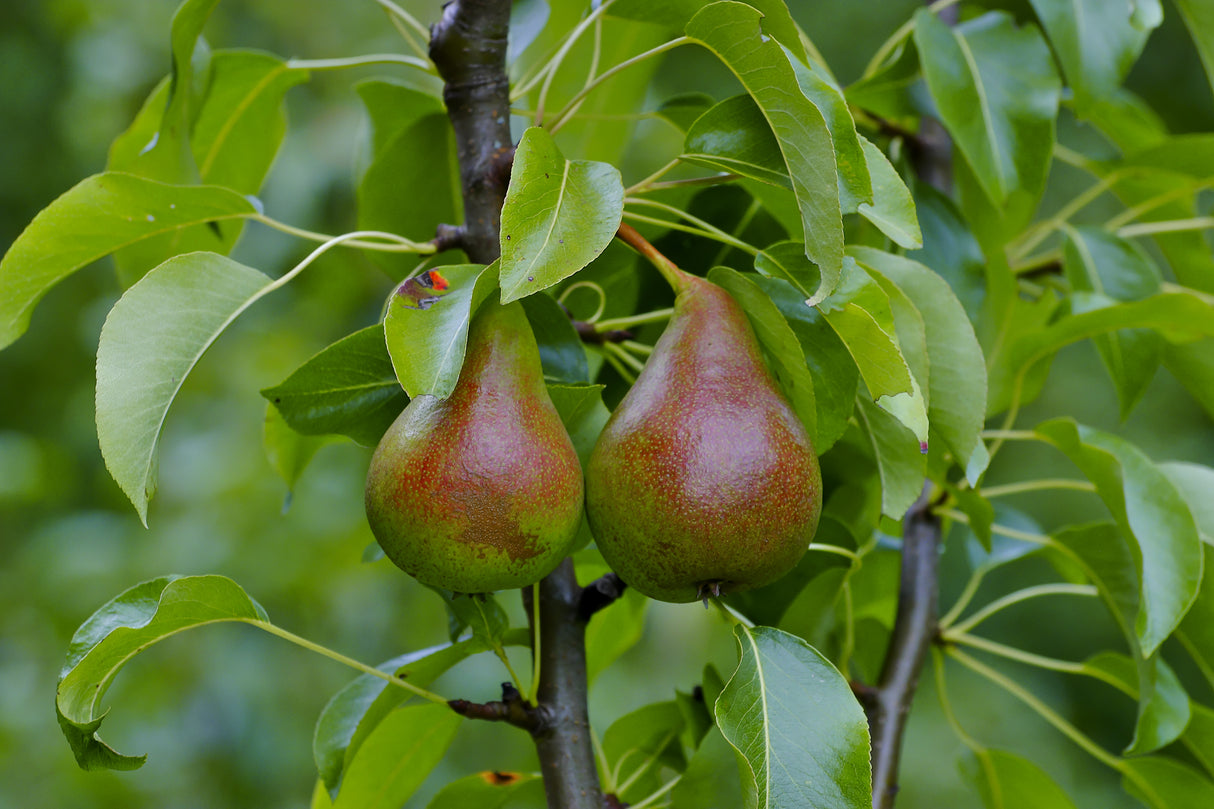 Harrow Sweet European Pear Tree