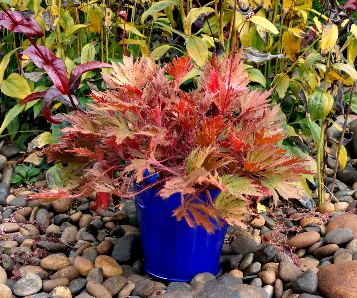 FYRE WING Amber coral bells in a blue container on river rock, copper and amber lacy foliage