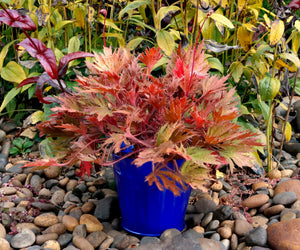 FYRE WING Amber coral bells in a blue container on river rock, copper and amber lacy foliage