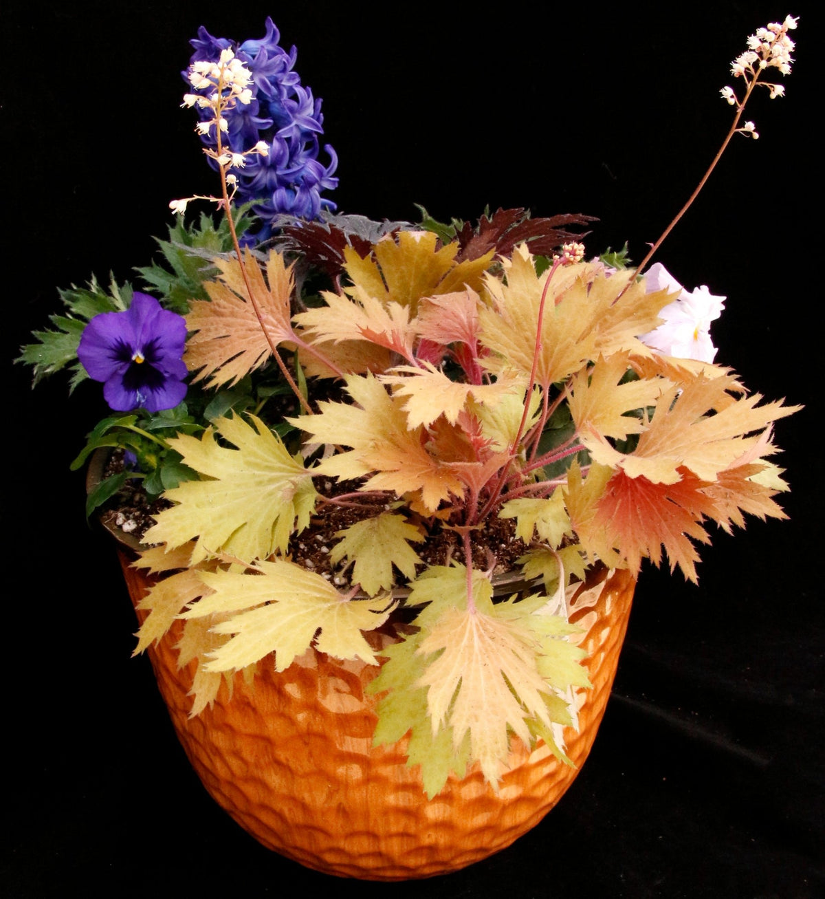 FYRE WING Amber coral bells in a mixed container with blue pansies
