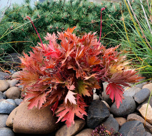 FYRE WING Amber coral bells planted among river stones, coppery red deeply cut leaves