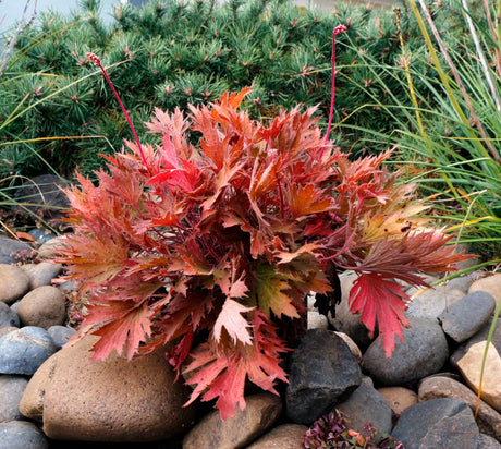 FYRE WING Amber coral bells planted among river stones, coppery red deeply cut leaves