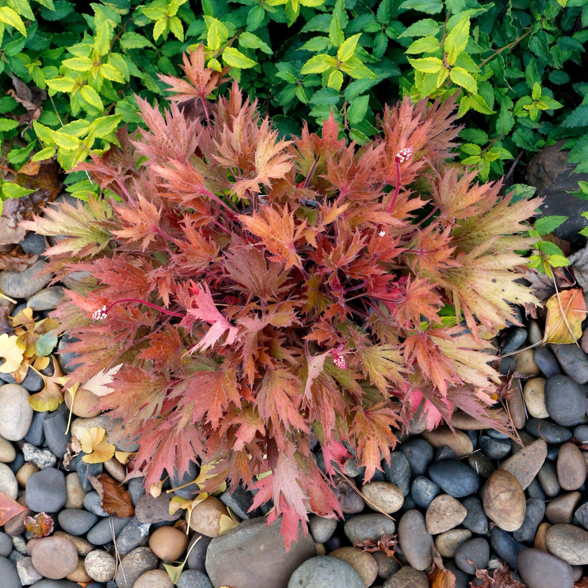 Dense mound of FYRE WING Amber coral bells beside river rock with amber and copper foliage