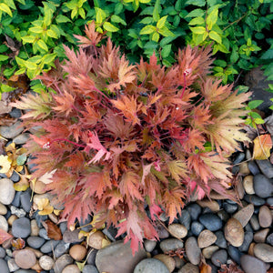 Dense mound of FYRE WING Amber coral bells beside river rock with amber and copper foliage